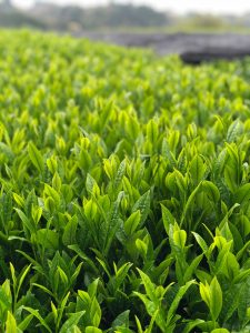 Organic Tea Leaves to grow up in good health!