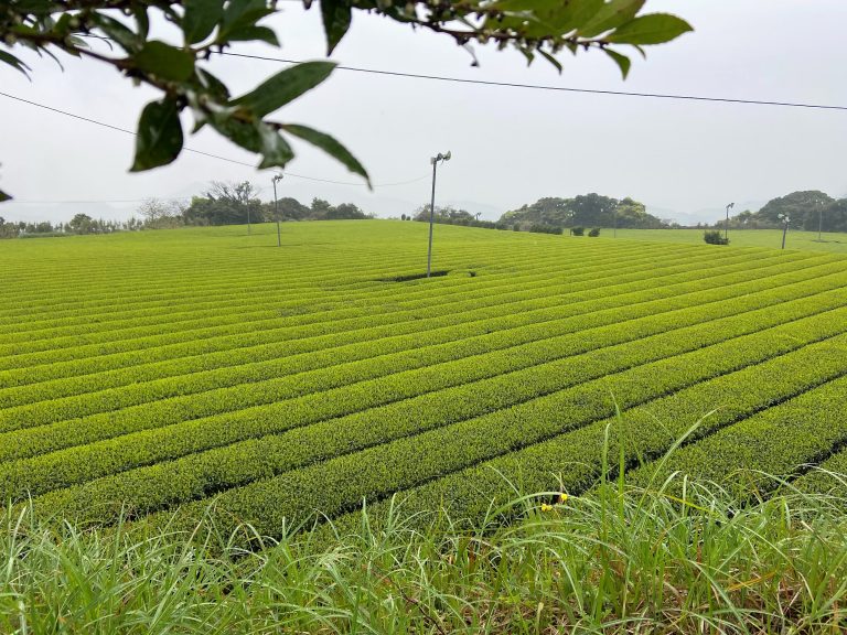 Tea Farms Tour KAGOSHIMA SEICHA
