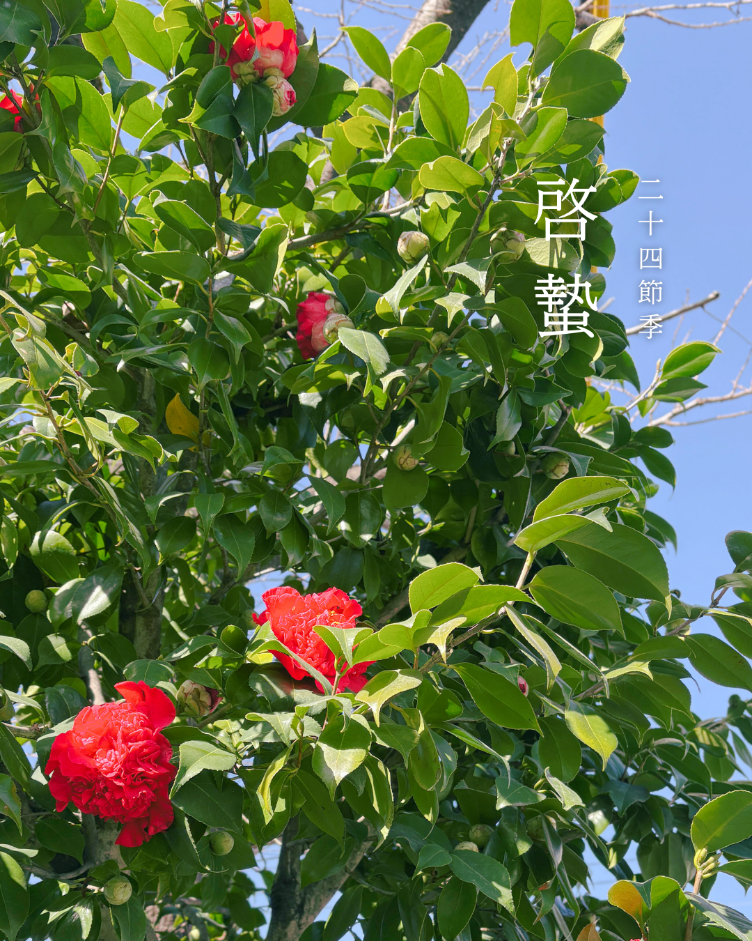 啓蟄